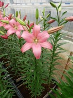 [5056 Merlet No02.JPG]